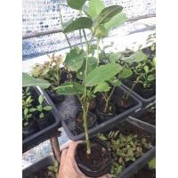 ราคา มะนาวยักษ์ กิ่งตอนมะนาวยักษ์ ผลเท่าส้มโอ สูง 35-50 cm. (12857111112)