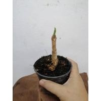 ราคา ว่านมหาบัว 1หัวจิ๋ว ในกระถาง 4 นิ้ว กำลังแตกใบ หนึ่งในว่านไตรภาคี ไม้มงคล ไม้หัว ว่านมงคล (17777138285)