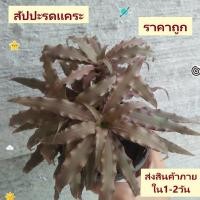 ราคา สัปปะรดแคระสี สัปปะรดแคระ น้ำตาล ราคาถูก <ส่งพร้อมกระถาง> ไม้ประดับ (4739661831)