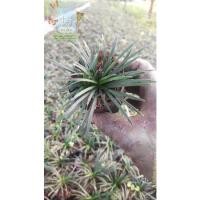 ราคา หนวดปลาดุก ถุง2นิ้วขั้นต่ำ20ต้นจ้าไม้คลุมดิน(ราคาส่งทักมาจ้า) (13009770016)