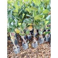 ราคา ต้นขนุนเพชรราชา(ต้นพันธุ์ ทาบกิ่ง)สูงประมาณ50-70ซม. (20139015333)