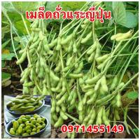 ราคา เมล็ดพันธ์ถั่วแระญี่ปุ่น (19089935374)