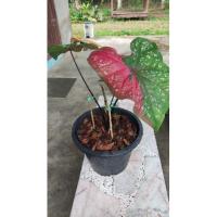 ราคา บอนสี นางไหม ฮกหลง ไก่ตัวงาม สเน่ห์จันทร์นาค ทุกต้นมีหัว 100% (12024870631)