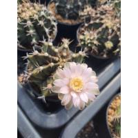 ราคา ยิมโนคาไลเซียม 3 ต้น 100 บาท (18894346176)