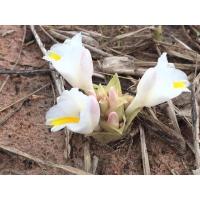 ราคา หัวกระเจียว ดอกกระเจียว ดอกดิน พร้อมส่ง (20489004911)