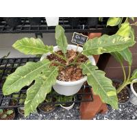 ราคา ฟิโลเดนดรอนใบเลื่อยด่าง (10521244084)