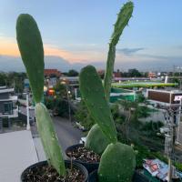 ราคา แคคตัส กระบองเพชร cactus (5742755871)
