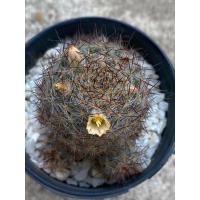 ราคา แมมเม็ดพริกหนามแดง กระถาง3นิ้วMammillaria prolifera แคคตัสกระบองเพชร ดอกครีมน่ารัก (19876333479)