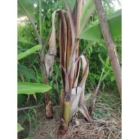 ราคา หน่อกล้วยนาก กล้วยโบราณ ขุดสด พร้อมปลูก (21939324380)