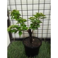 ราคา เฟื้องฟ้าสาวิตตรี ดอกชมภู (10034652236)