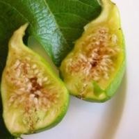 ราคา 10 เมล็ด มะเดื่อฝรั่ง Figs สายพันธุ์ Peter's Honey (ปีเตอร์ฮันนี่) มะเดื่อฝรั่ง ลูกฟิก (3593986427)