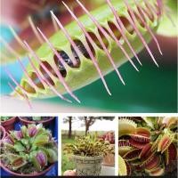 ราคา 50เมล็ด เมล็ดพันธุ์ กาบหอยแครง พืช​กิน​แมลง ​ กับดักงับแมลง ต้นไม้กินแมลง กาบหอยแครงฟันฉลาม (18073112168)