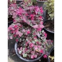 ราคา ต้นหงส์ฟู่หรือต้นมั่งมีศรีสุข (12874454806)