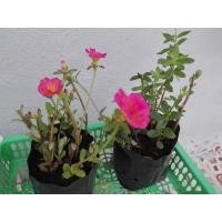 ราคา ต้นคุณนายตื่นสาย คุณนายตื่นสาย (4055637632)