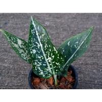 ราคา Aglaonema Moradoklock มรดกโลก (อโกลนีมา) (13914595516)