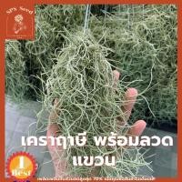 ราคา เคราฤาษี พืชฟอกอากาศ PM 2.5 หนวดฤาษี Spanish Moss ทรงหางกระรอกพร้อมแขวน ซื้อ 10 แถม 1 คับ (14436209876)