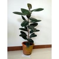 ราคา ยางอินเดียดำ#ยางอินเดียใบหนาขนาดสูง90-100ซม. (11247984115)