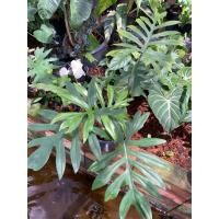 ราคา ฟิโลเดนดรอน มาโยอิ ลักษณะเด่น: เป็นไม้เลื้อยในตระกูลฟิโลเดนดรอน (23820754611)