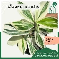 ราคา เอื้องหมายนาด่าง ไม้มงคล (28773292460)