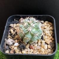 ราคา กระบองเพชรแมมชูแมน-Mammillaria Schumannii (6987267689)