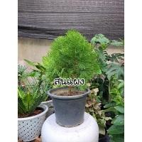 ราคา สนแผง ไม้ประดับ เลี้ยงแดด 100% ฟอร์มกระถาง 11 นิ้ว จัดส่งฟอร์มสูง 30-40 ซม. (22250700335)