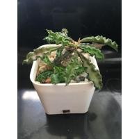 ราคา ยูโฟเบีย ไดโนเสาร์ กระถาง 2" (7347458309)