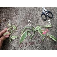 ราคา กิ่งวนิลาใบด่างไม้สะสมหายาก (6993227235)
