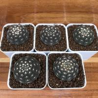 ราคา ยิมโนจานบิน Gymnocalycium ragonesei ไม้เมล็ด ในกระถาง 2 นิ้ว รูปถ่ายจากต้นจริง เลือกต้นได้ (3548361662)