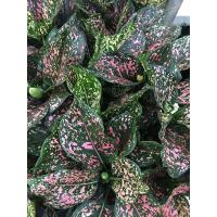 ราคา ต้นรับเงินรับทอง มณีเศรษฐี ตระกูลอโกลนีมา ในกระถาง 6 นิ้ว (6244687593)