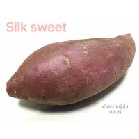 ราคา ไร่นายจันทร์ มันหวานญี่ปุ่นนำเข้าจากประเทศญี่ปุ่นแท้ สายพันะธุ์ ซิลค์สวีท (28441424668)