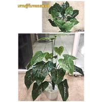 ราคา ใบไม้ประดิษฐ์ ต้นไม้ปลอม ต้นไม้ประดิษฐ์ ใบไม้ปลอม ตกแต่งสวน สวนแนวตั้ง ใบไม้ประดับ ใบไม้ประดิษฐ์ ใบไม้พลาสติก (20062429757)