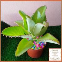 ราคา ต้นเศรษฐีพันล้าน​ ไม้มงคล​ ☘️ไม้ฟอกอากาศ​ (20115556495)