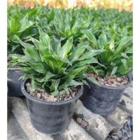 ราคา ต้นวาสนาเก้าชั้น ไม้มงคล กระถาง 6 นิ้ว ไม้ฟอกอากาศ (27674066735)