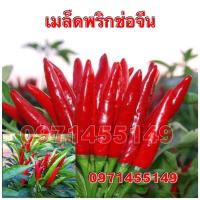 ราคา เมล็ดพริกช่อจีน ดก ปลูกง่าย ทนโรค (21017667891)