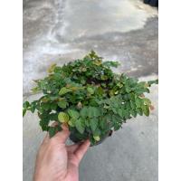 ราคา ต้นตีนตุ๊กแก ไม้เลื้อยไต่กำแพง ส่งพร้อมกระถาง (27640507367)