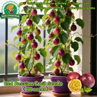 ราคา 100 เมล็ด เมล็ดพันธุ์ เสาวรสสีแดง เมล็ดเสาวรสหวานสีม่วง Red Passion Fruit Seeds for Planting Climbing Fruit Plants (41822202111)