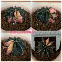 ราคา แคคตัสยิมโนด่าง ชมพูออกส้ม บั้งคม ฟอร์มสวย พร้อมส่ง (5286977921)
