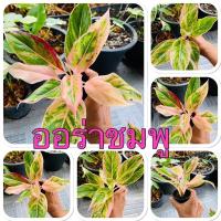 ราคา ออร่าชมพู ต้นไม้มงคลต้นไม้ฟอกอากาศในห้องนอน เรียกทรัพย์ ต้นไม้ของชำร่วยงานแต่ง อโกนีมา วางโต๊ะทำงานประดับบ้านแต่งสวน (16935126372)