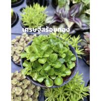 ราคา Set ต้นไม้มงคลต้นเศรษฐีสร้อยทอง (5789019339)