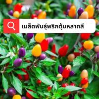 ราคา เมล็ดพันธุ์พริกตุ้มหลากสี 200เมล็ด เมล็ดพันธุ์พริกขี้หนูหลากสี เมล็ดพันธุ์พริกประดับ เมล็ดพริกสีรุ้ง สีสันสวยงาม รับประท (25703261153)