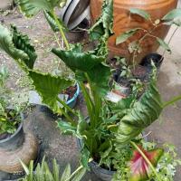 ราคา ต้นห่อเงินห่อทองหรือกอบเงินกอบทอง (13320851116)