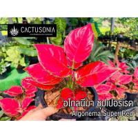 ราคา ต้นอโกลนีมา ซุปเปอร์เรด / Aglaonema Super Red (14803569509)