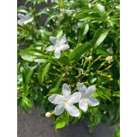 ราคา ต้นพุดศุภโชค ไม้มงคล ติดดอกตลอดปี กอใหญ่ ทรงพุ่ม (21381673540)