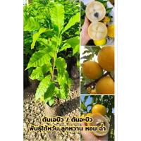 ราคา ต้นเอบิว / ต้นอะบิว พันธุ์ใต้หวัน เนื้อสัมผัสคล้ายเยลลี่ รสชาติหวานหอม (40917755847)