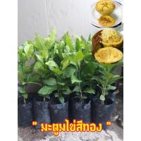 ราคา ต้นกล้ามะตูมไข่สีทอง แบบเพาะเมล็ด ผลรูปไข่เนื้อเรียบเนียน ผลไม้ไทยที่ควรปลูกติดบ้านไว้ (10703835097)
