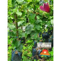 ราคา ต้นจำปีแดง จำปีแดง สวนเขาหมาก ไม้หอม (9769718749)