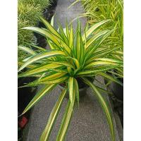 ราคา เตยสีทองหรือเตยด่าง. (23270397636)