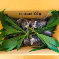 ราคา เริ่มส่ง15พค.(10แถม1) ชุดละ10ต้น พันธุ์มะพร้าวน้ำหอมบ้านแพ้วแท้100%ต้นเตี้ย ตูดจีบ น้ำหอม ลูกดก (10406368836)