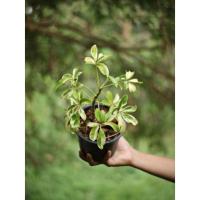 ราคา ต้นหนวดปลาหมึกด่าง​ หนวดปลาหมึก ขนาดกระถาง 6 นิ้ว​ มี​ 2​ ขนาด​ ต้นเล็กกับต้นใหญ่​ สูงมากก (12350421585)