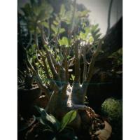 ราคา ชวนชม ยักษ์ดำ ต้นใหญ่ ส่งฟรี✨ (5208750956)